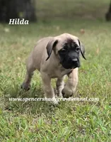 Hilda, a female English Mastiff for sale in Cabool, MO – 4 of 10