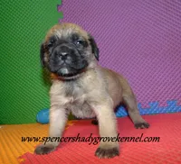 Dallas, a male English Mastiff for sale in Cabool, MO – 8 of 10