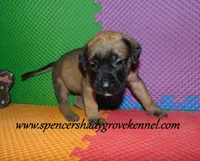 Daisy, a female English Mastiff for sale in Cabool, MO – 7 of 10