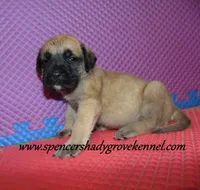 Delta , a female English Mastiff for sale in Cabool, MO – 9 of 10