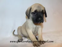Delta , a female English Mastiff for sale in Cabool, MO – 6 of 10