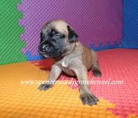 Hazel, a female English Mastiff for sale in Cabool, MO – 6 of 10