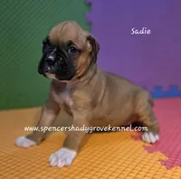 Sadie, a female Boxer for sale in Cabool, MO – 3 of 10
