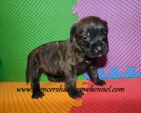 Duke, a male English Mastiff for sale in Cabool, MO – 4 of 10
