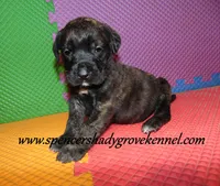 Dixie, a female English Mastiff for sale in Cabool, MO – 10 of 10