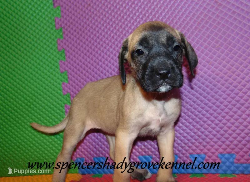 Hilda – English Mastiff puppy for sale in Cabool, MO