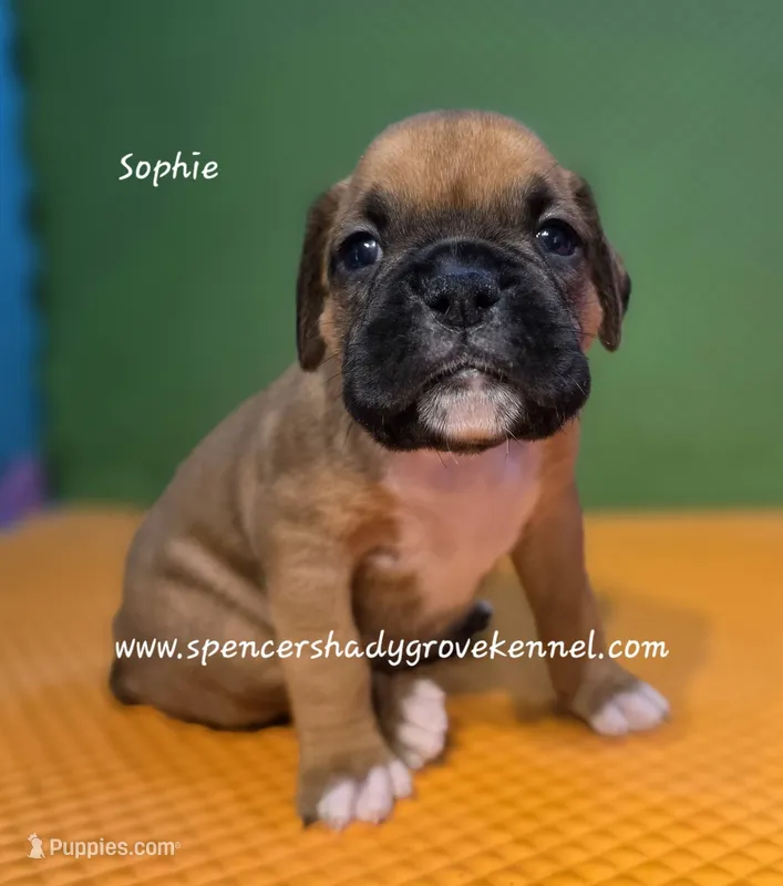 Sophie – Boxer puppy for sale in Cabool, MO