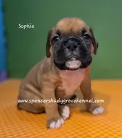 Sophie, a female Boxer for sale in Cabool, MO – 1 of 10