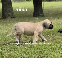 Hilda, a female English Mastiff for sale in Cabool, MO – 6 of 10