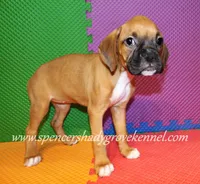 Sophie, a female Boxer for sale in Cabool, MO – 6 of 10