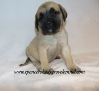 Delta , a female English Mastiff for sale in Cabool, MO – 4 of 10