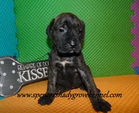 Darby, a female English Mastiff for sale in Cabool, MO – 5 of 10