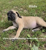 Hilda, a female English Mastiff for sale in Cabool, MO – 5 of 10