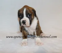 Dandy, a male Boxer for sale in Cabool, MO – 5 of 10