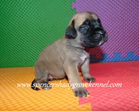 Holly, a female English Mastiff for sale in Cabool, MO – 3 of 10