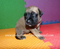 Holly, a female English Mastiff for sale in Cabool, MO – 5 of 10