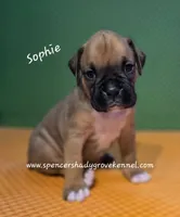 Sophie, a female Boxer for sale in Cabool, MO – 10 of 10