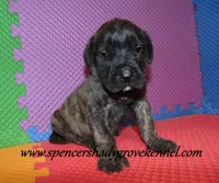 Dakota, a male English Mastiff for sale in Cabool, MO – 10 of 10