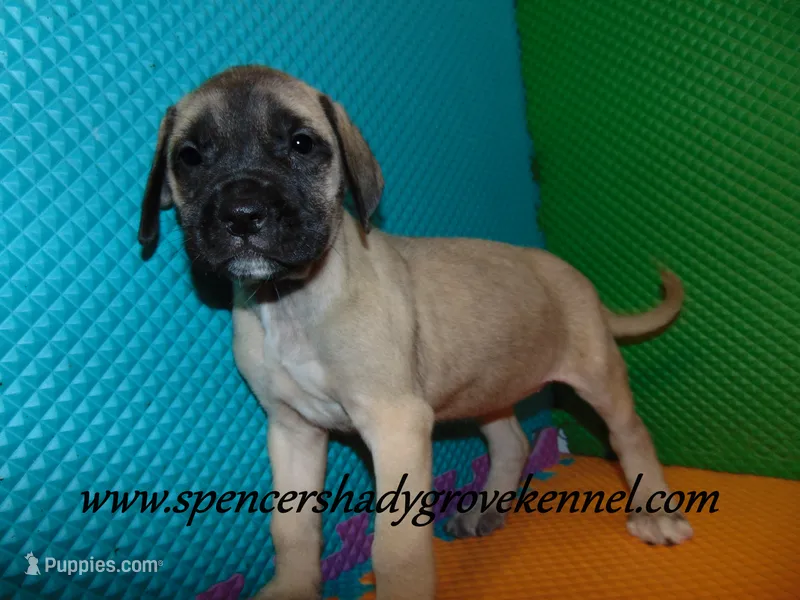 Honey – English Mastiff puppy for sale in Cabool, MO