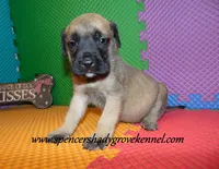 Dozer, a male English Mastiff for sale in Cabool, MO – 5 of 10