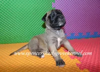 Hilda, a female English Mastiff for sale in Cabool, MO – 10 of 10