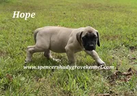 Hope, a female English Mastiff for sale in Cabool, MO – 7 of 9