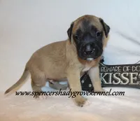 Hogan, a male English Mastiff for sale in Cabool, MO – 6 of 10