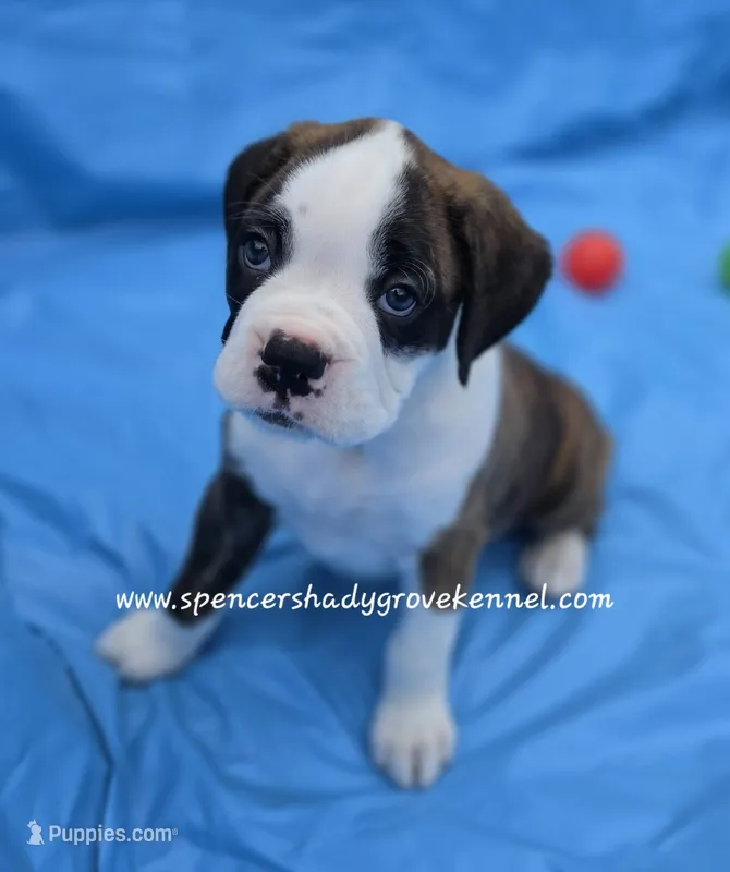 Bo – Boxer puppy for sale in Cabool, MO