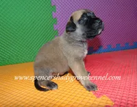 Holly, a female English Mastiff for sale in Cabool, MO – 6 of 10