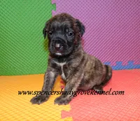 Dahlia, a female English Mastiff for sale in Cabool, MO – 9 of 10