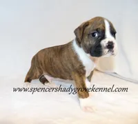 Dandy, a male Boxer for sale in Cabool, MO – 2 of 10