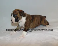 Dandy, a male Boxer for sale in Cabool, MO – 6 of 10