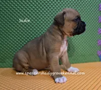 Sadie, a female Boxer for sale in Cabool, MO – 7 of 10