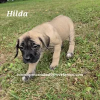 Hilda, a female English Mastiff for sale in Cabool, MO – 9 of 10