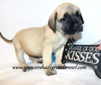 Delta , a female English Mastiff for sale in Cabool, MO – 7 of 10