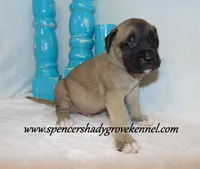 Hogan, a male English Mastiff for sale in Cabool, MO – 9 of 10