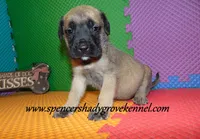 Dozer, a male English Mastiff for sale in Cabool, MO – 7 of 10