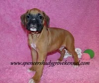 Rascal, a male Boxer for sale in Cabool, MO – Photo 6 of 10