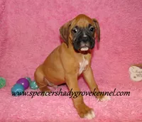 Rascal, a male Boxer for sale in Cabool, MO – Photo 4 of 10