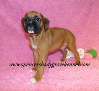 Rascal, a male Boxer for sale in Cabool, MO – Photo 3 of 10