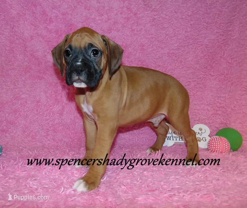 Rascal – Boxer puppy for sale in Cabool, MO