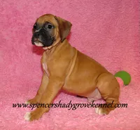Rascal, a male Boxer for sale in Cabool, MO – Photo 1 of 10
