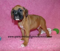 Rascal, a male Boxer for sale in Cabool, MO – Photo 10 of 10
