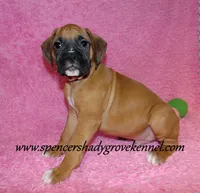 Rascal, a male Boxer for sale in Cabool, MO – Photo 5 of 10