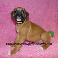 Rascal, a male Boxer for sale in Cabool, MO – Photo 2 of 10