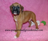 Rascal, a male Boxer for sale in Cabool, MO – Photo 9 of 10
