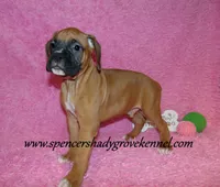 Rascal, a male Boxer for sale in Cabool, MO – Photo 8 of 10