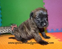 Duke, a male English Mastiff for sale in Cabool, MO – 10 of 10