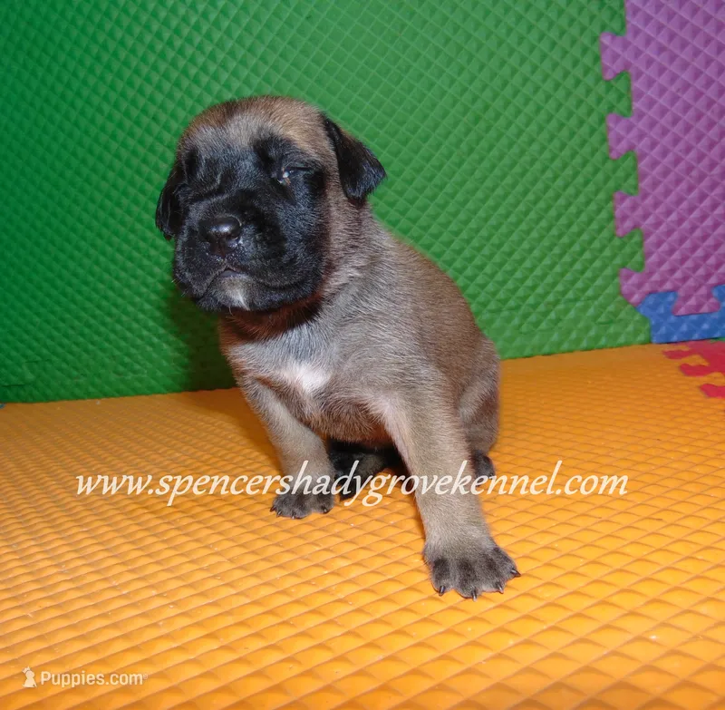 Holly, a female English Mastiff for sale in Cabool, MO – 1 of 10
