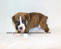 Dandy, a male Boxer for sale in Cabool, MO – 3 of 10